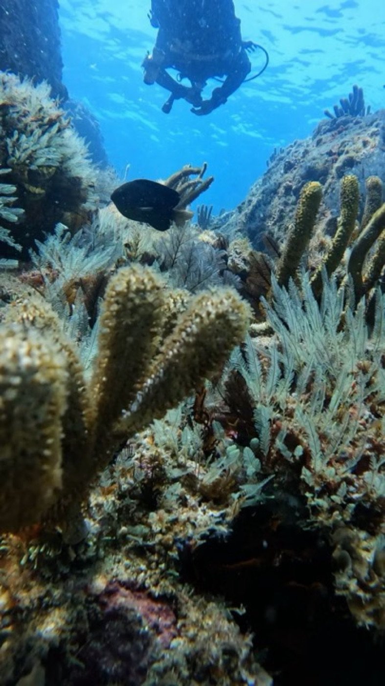 Mergulhador descendo ao cabeço de coral nas Ilhas Rasas em Guarapari, peixe entre as esponjas amarelas
