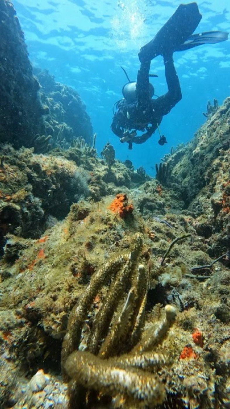 Grupo de mergulhadores explorando o costão das Ilhas Rasas em Guarapari