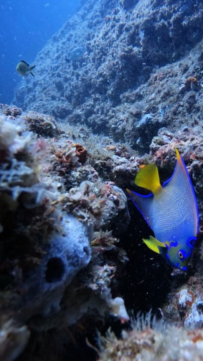 Peixe-anjo-rainha nas Ilhas Rasas em Guarapari, espécie recifal de Guarapari com corpo azul e nadadeiras amarelas