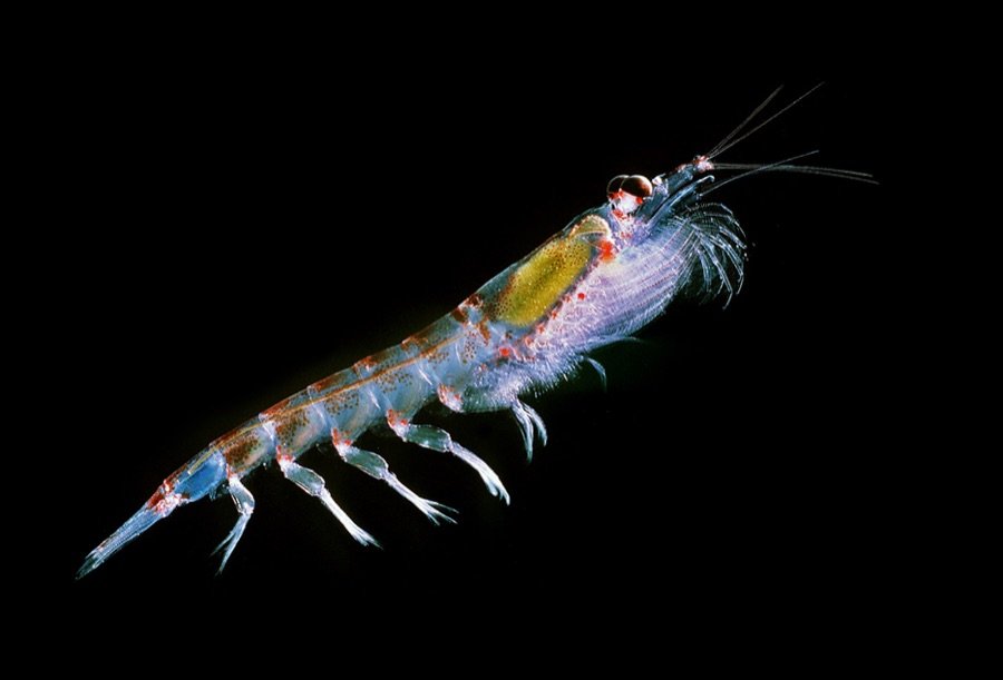 Krill (Euphausia superba), o pequeno crustáceo parecido com um camarão que a baleia jubarte come