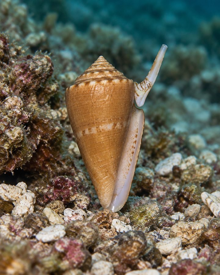 Reconstituição do caramujo-cone Conus guarapari em fundo marinho