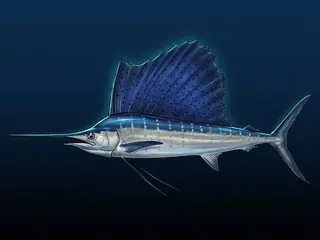 Ilustração do agulhão-vela, Istiophorus albicans