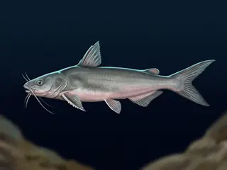 Ilustração do bagre-urutu