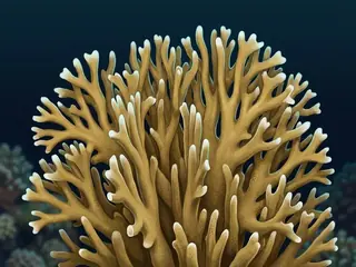 Ilustração do coral-de-fogo