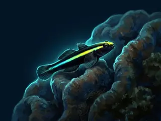 Ilustração do neon-brasileiro, Elacatinus figaro