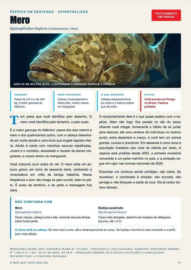 Página especial do mero, gigante ameaçado do Atlântico