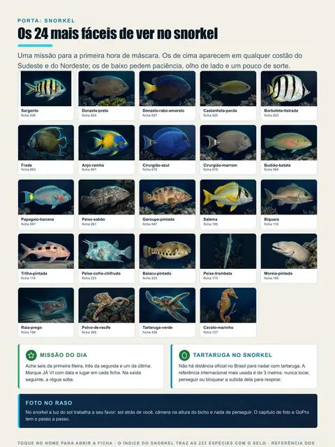 Página real do guia: Os 24 mais fáceis de ver no snorkel