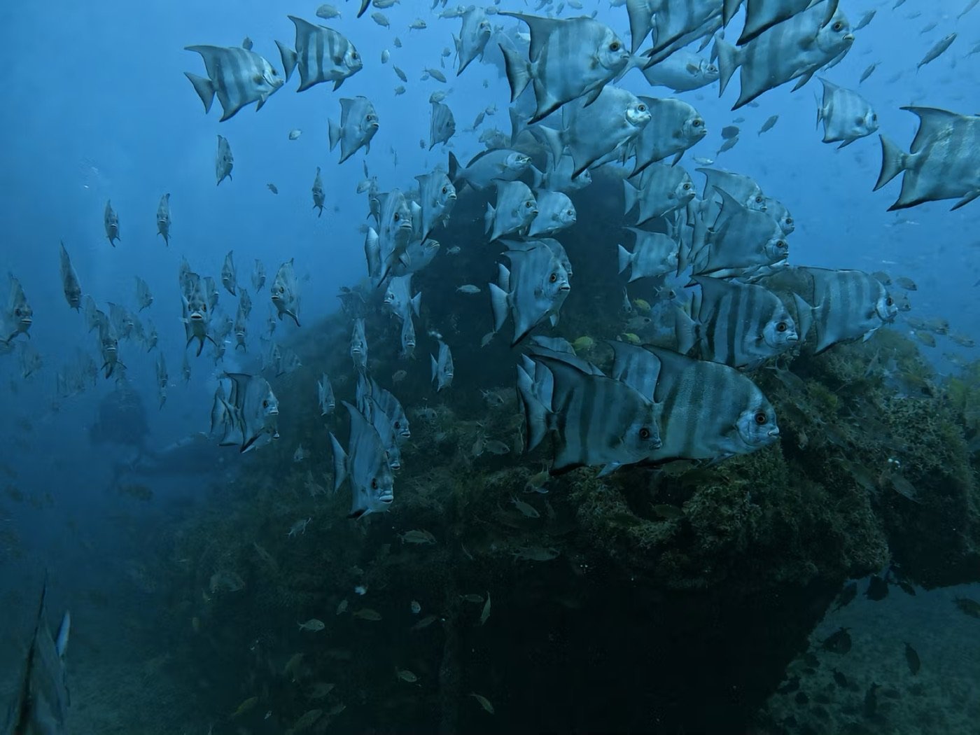 Mergulho avançado no naufrágio do rebocador Oceano em Guarapari