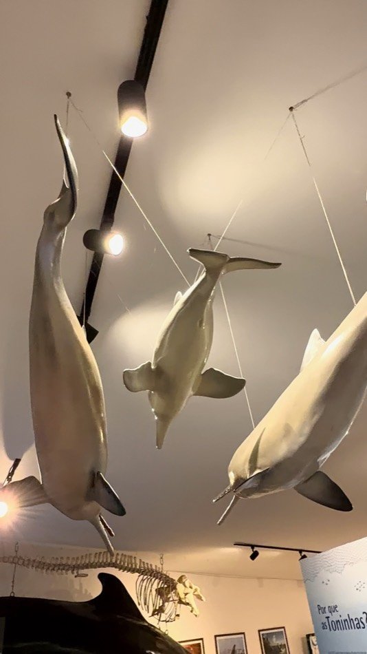 Modelos em tamanho real de cetáceos pendurados no teto do museu do Projeto Baleia Jubarte