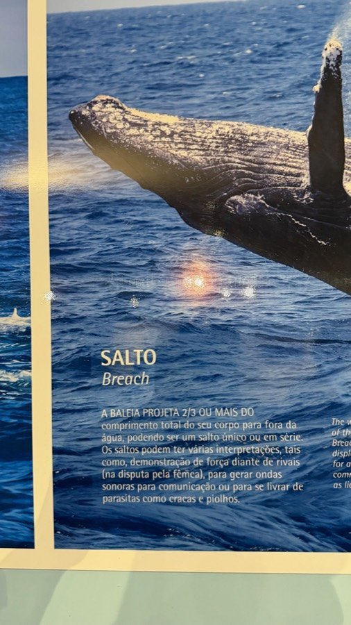 Painel sobre o salto da baleia jubarte na exposição do Espaço Baleia Jubarte