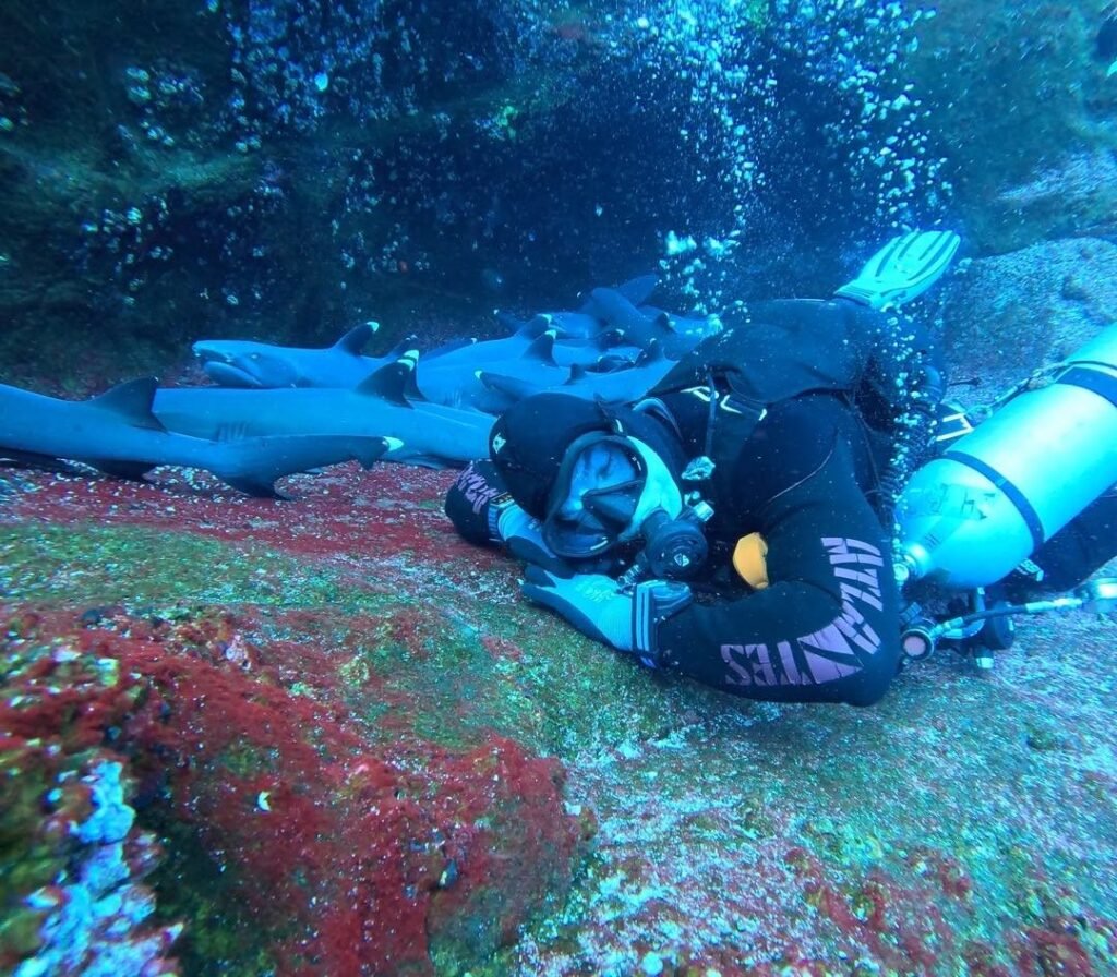 Bruno Felipetto, instrutor da Atlantes, deitado no fundo do mar ao lado de um cardume de tubarões-de-recife em Revillagigedo
